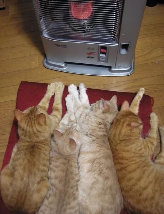 開電熱毯給貓取暖,結果凌晨起大火困住祖孫三人…網友:貓呢?